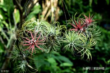 空气菠萝的含义是什么？了解空气菠萝的含义和象征