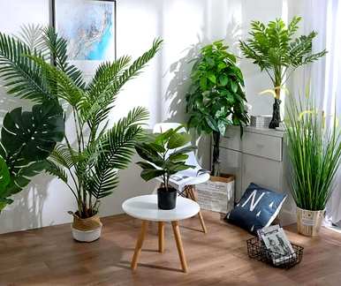 什么样的绿植适合羊客厅，什么样的绿植适合客厅？