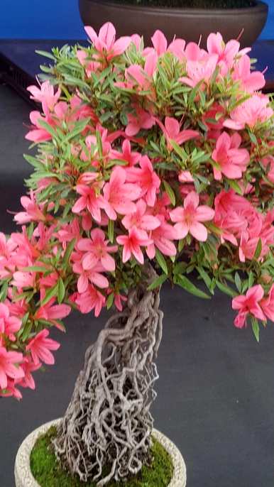 杜鹃花开花好看吗？杜鹃花几月份开花？