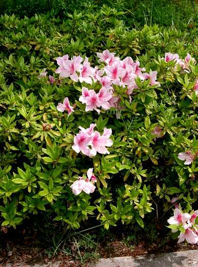 杜鹃花开花好看吗？杜鹃花几月份开花？