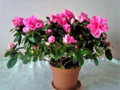 杜鹃花开花好看吗？杜鹃花几月份开花？