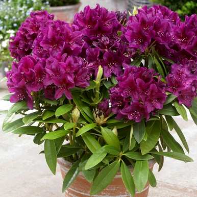 杜鹃花开花好看吗？杜鹃花几月份开花？