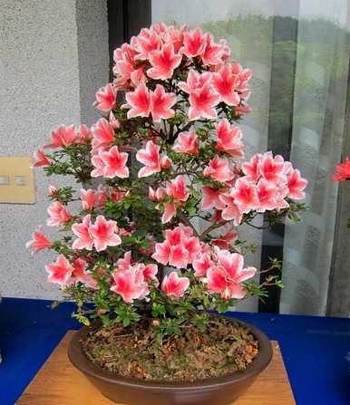 杜鹃花开花好看吗？杜鹃花几月份开花？