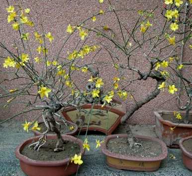 如何饲养迎春花盆景？迎春花盆景喜肥