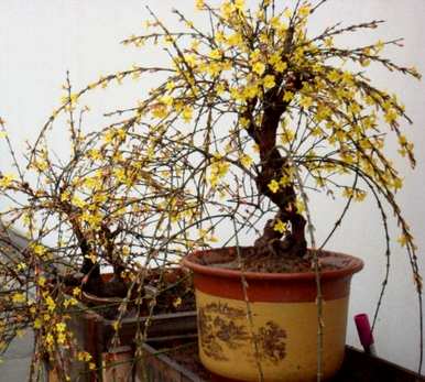 如何饲养迎春花盆景？迎春花盆景喜肥