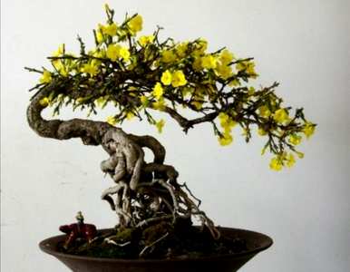 如何饲养迎春花盆景？迎春花盆景喜肥