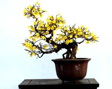 如何饲养迎春花盆景？迎春花盆景喜肥