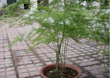 芦笋用什么土最好？芦笋土硬了怎么办？