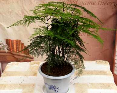 芦笋用什么土最好？芦笋土硬了怎么办？
