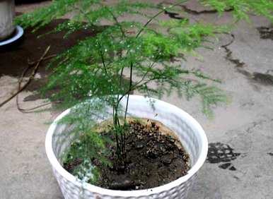 芦笋用什么土最好？芦笋土硬了怎么办？