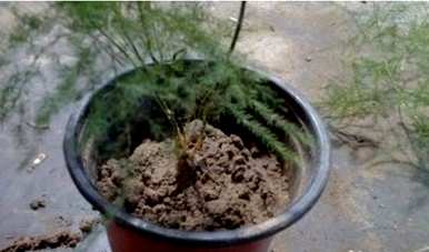 芦笋用什么土最好？芦笋土硬了怎么办？