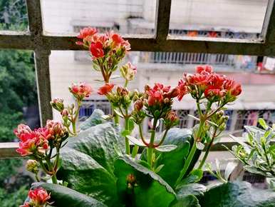 如何种植长寿花？