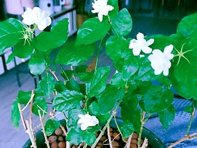 如何维护茉莉花？