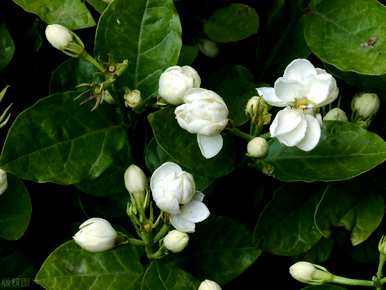如何维护茉莉花？