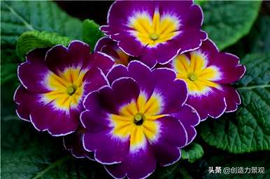 紫花有哪些品种的图片，紫花有哪些？