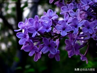 紫花有哪些品种的图片，紫花有哪些？