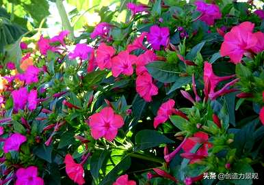 紫花有哪些品种的图片，紫花有哪些？