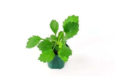 怎样养盆栽翠菊？