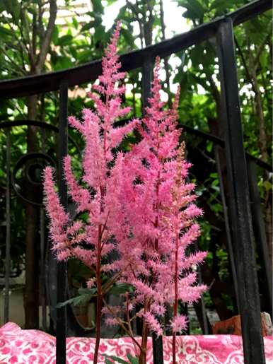 有那些常见的花名，家里最常见的六种有毒花名