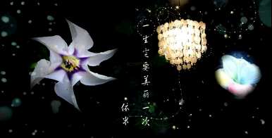 依米花象征着什么精神，依米花象征着什么