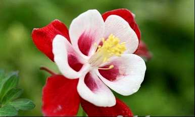 依米花象征着什么精神，依米花象征着什么