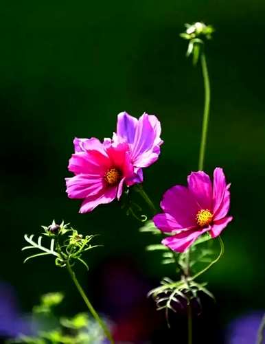 藏族格桑花的花语是什么？