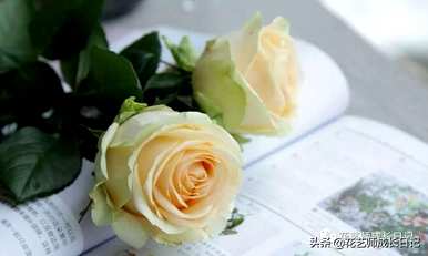 玫瑰鲜切花品种有哪些？玫瑰有哪些品种？