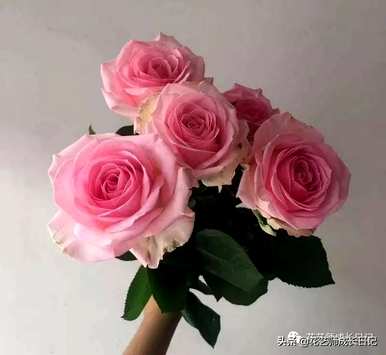 玫瑰鲜切花品种有哪些？玫瑰有哪些品种？