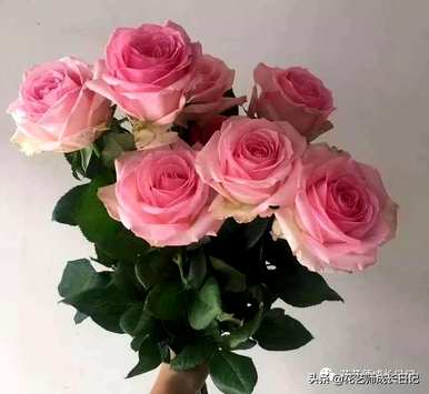 玫瑰鲜切花品种有哪些？玫瑰有哪些品种？