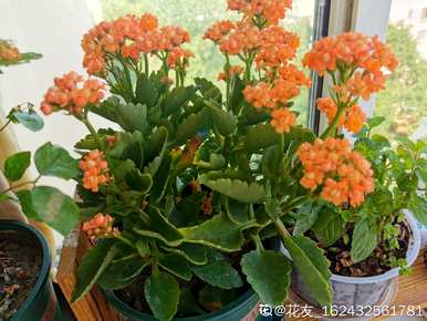 卧室里放什么花对人体有好处，卧室里放什么花对人体最好