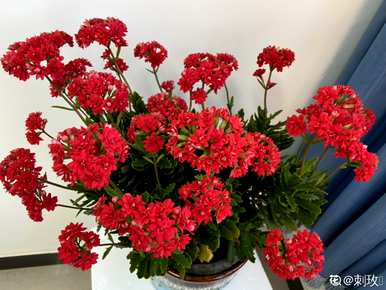 卧室里放什么花对人体有好处，卧室里放什么花对人体最好