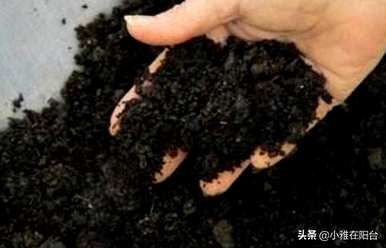 水培金钱树能用肥料吗？水培金钱树能用肥料吗？