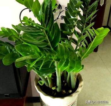 水培金钱树能用肥料吗？水培金钱树能用肥料吗？