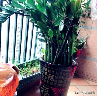 水培金钱树能用肥料吗？水培金钱树能用肥料吗？