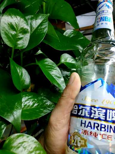 长寿花可以倒啤酒，长寿花可以倒啤酒