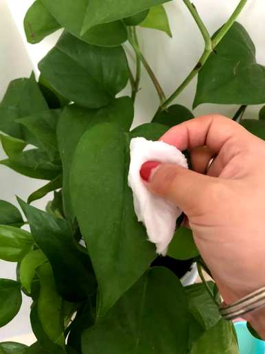 长寿花可以倒啤酒，长寿花可以倒啤酒