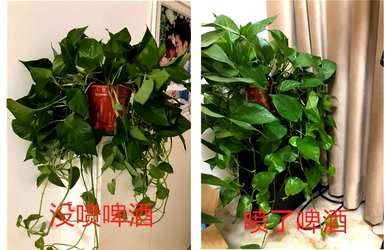 长寿花可以倒啤酒，长寿花可以倒啤酒