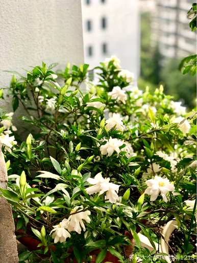 长寿花可以倒啤酒，长寿花可以倒啤酒