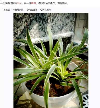 长寿花可以倒啤酒，长寿花可以倒啤酒