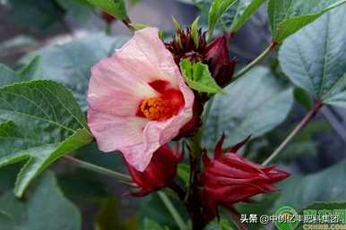 种植洛神花的视频