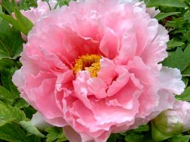 牡丹花怎么种在花盆里，野牡丹花盆怎么种？