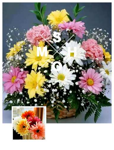 非洲菊的别名是什么？非洲菊的别名是什么？