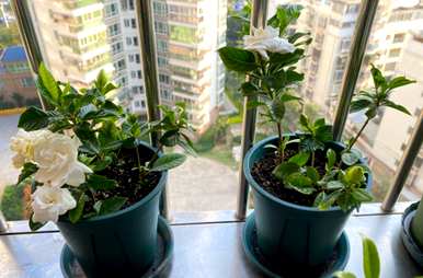 栀子花如何养殖光长花蕾不开花，栀子花冬天能开花吗？
