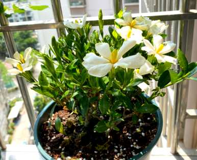 栀子花如何养殖光长花蕾不开花，栀子花冬天能开花吗？