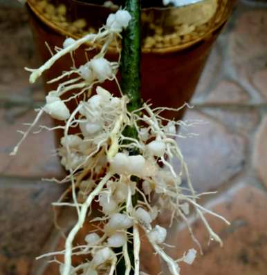 栀子花如何养殖光长花蕾不开花，栀子花冬天能开花吗？