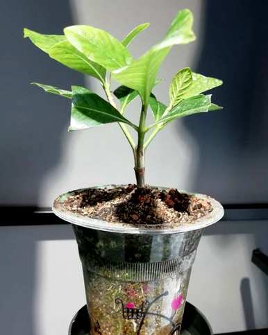 栀子花如何养殖光长花蕾不开花，栀子花冬天能开花吗？