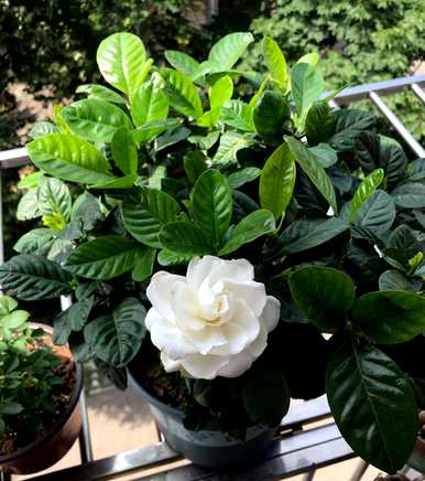 栀子花如何养殖光长花蕾不开花，栀子花冬天能开花吗？