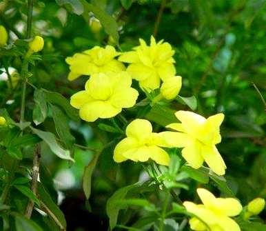 绿云迎春花的特点