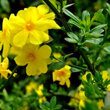 绿云迎春花的特点