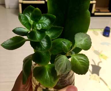 玻璃翠花如何养能爆盆视频，玻璃翠花如何养？